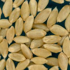 KERNELS