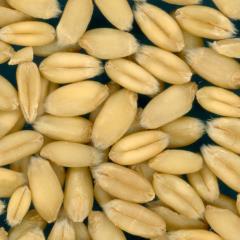 KERNELS