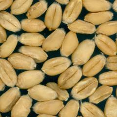 Kernels