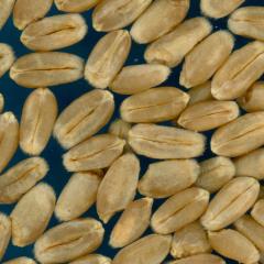 KERNELS