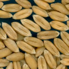 KERNELS