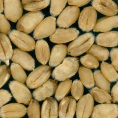 Kernels