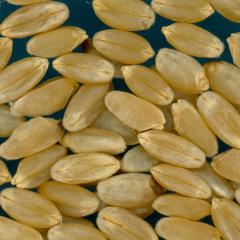 KERNELS
