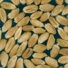 Kernels