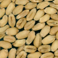 Kernels