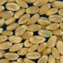 KERNELS
