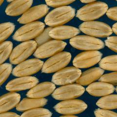 Click for 4 image(s) for this accession. KERNELS