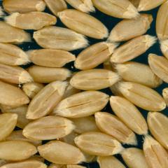 KERNELS