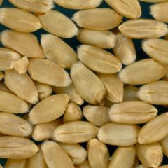 KERNELS