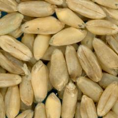 KERNELS