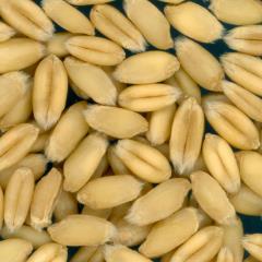 KERNELS