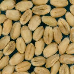 Kernels
