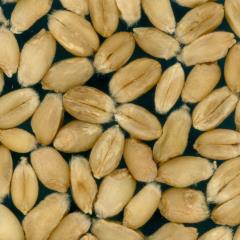 Kernels
