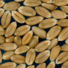 Click for 1 image(s) for this accession. KERNELS