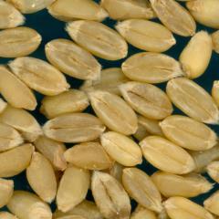 KERNELS
