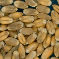 KERNELS