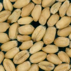 Kernels