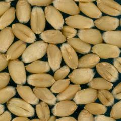 Kernels