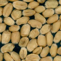 Kernels