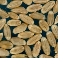 Click for 2 image(s) for this accession. KERNELS
