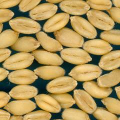 KERNELS