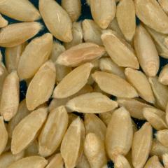 KERNELS