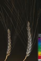 Click for 2 image(s) for this accession. SPIKE