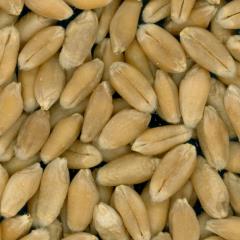 Click for 3 image(s) for this accession. KERNELS