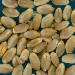 KERNELS
