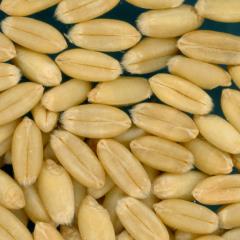 KERNELS
