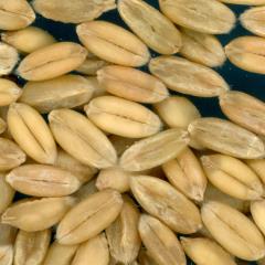 KERNELS
