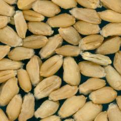 Kernels