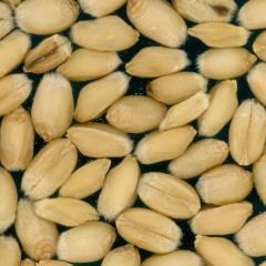Kernels