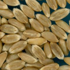 KERNELS