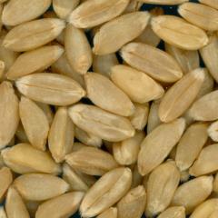 Click for 2 image(s) for this accession. KERNELS
