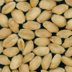 Kernels