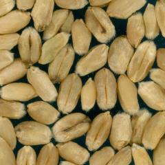 Kernels