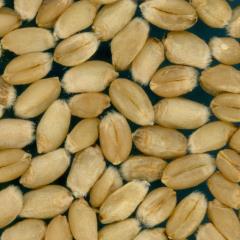 Kernels