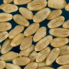 KERNELS
