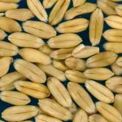 KERNELS