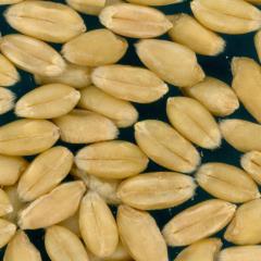 KERNELS