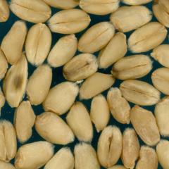 Kernels
