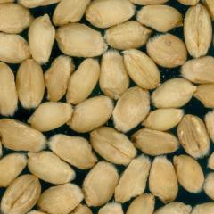 Kernels