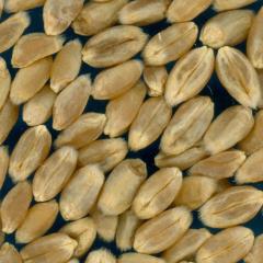 KERNELS