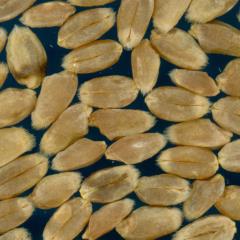 KERNELS