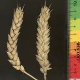 Click for 3 image(s) for this accession. Spike