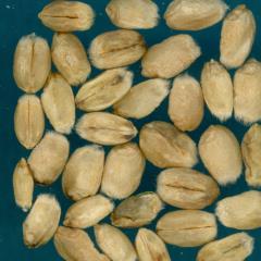 Kernels