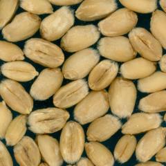 Kernels