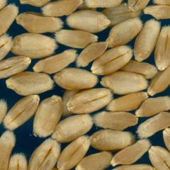 KERNELS