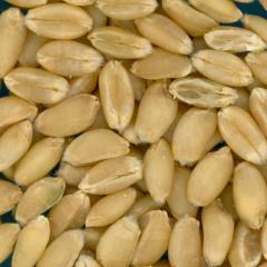 KERNELS